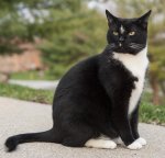 George,_a_perfect_example_of_a_tuxedo_cat.jpg