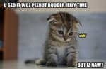 15275-lol-cats-nopbjt.jpg