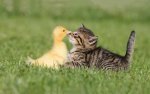 kitten & duckling.jpg