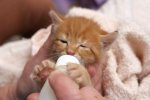 kitten-bottle-feed.jpg