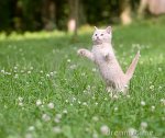 kitten-jumping-playing-9749379.jpg