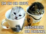 kittens-inside-coffee-mugs.jpg