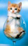 kitten-wine-glass.jpg