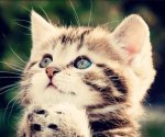 praying kitten.jpg