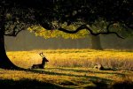 deer taking a rest.jpg