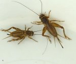 European-house-crickets-young-and-old.jpg