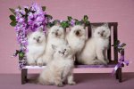 Ragdoll Kittens Available For Sale.jpg