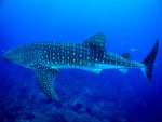 whale-shark-2-800x600.jpg