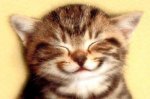smiling kitten.jpg