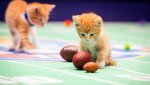 sports kittens.jpg