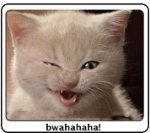 kitten.jpg kitten.jpg