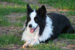 Border Collies 007.jpg