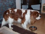 Cavalier_King_Charles_Spaniel_in_Japan.jpg