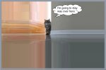cat.jpg