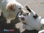 dog_eating_cat.jpg dog_eating_cat.jpg