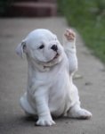 puppy.jpg puppy.jpg