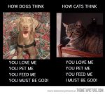 funny-dogs-vs-cats-god.jpg