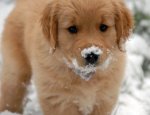 snow puppy.jpg