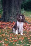 springer spaniel.jpg