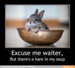 Hare+in+my+soup.jpeg
