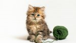 yarn kitten.jpg