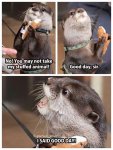 Otter-Doesnt-Want-to-Share-His-Stuffed-Otter-1.jpg