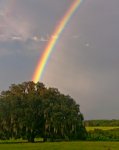 w5291-d68a-0e134-rainbow-lone-live-oak-tree-gainesville-florida-by-fred-wasmer.jpg