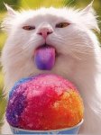 cat-eating-snow-cone-25785-1285038071-56.jpg