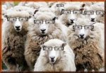 sheepsmart.jpg