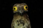 potoo-paukstis__605-470x302.jpg