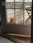 dumb-cats.jpg dumb-cats.jpg