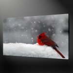 RED-BIRD-QUALITY-PREMIUM-CANVAS-PRINT-PICTURE-WALL-ART-DESIGN-FREE-UK-PP-400609265876.jpg