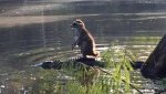 a-raccoon-rides-an-alligator-across-a-river-136398670639103901-150617112154.jpg