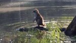 a-raccoon-rides-an-alligator-across-a-river-136398670639103901-150617112154.jpg a-raccoon-rides-an-alligator-across-a-river-136398670639103901-150617112154.jpg