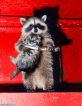 Terror-Raccoon--22757.jpg Terror-Raccoon--22757.jpg