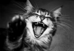 117514-stock-photo-white-joy-black-animal-laughter-gray.jpg