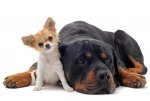 big-dog-little-dog (1).jpg big-dog-little-dog (1).jpg