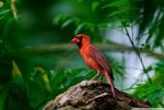 DW182-font-b-Red-b-font-font-b-bird-b-font-font-b-Painting-b-font.jpg