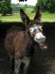 Laughing-donkey.jpg