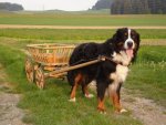 Bernese Mountain  Dog.jpg