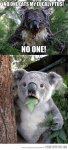 funny-koalas-eating-eucalyptus-leaf.jpg