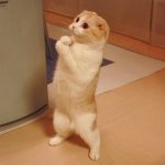 cat.jpg