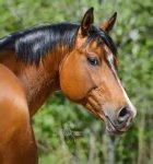 thhorse.jpg