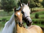 Beautiful-horses-wallpapers.jpg