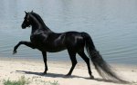 Beautiful-Horse-horses-22410574-1280-800.jpg