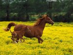 Beautiful Horse Hd Wallpapers 2013_1.jpg