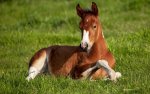 beautiful-horse_109499-1920x1200.jpg