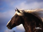 Slawik-horse-wallpapers-horses-6070990-1024-768.jpg