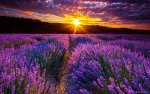 Lavender-Sunset.jpg
