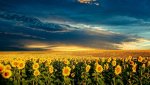 sunflower-fieldFrank.jpg